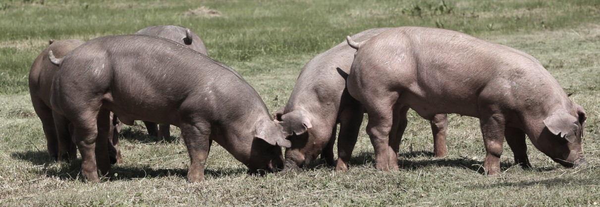 Cerdos de raza Duroc